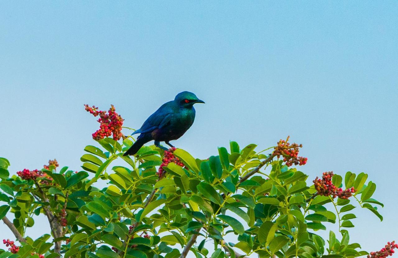 Tamba Kuruba Eco-Lodge Folonko Ngoại thất bức ảnh
