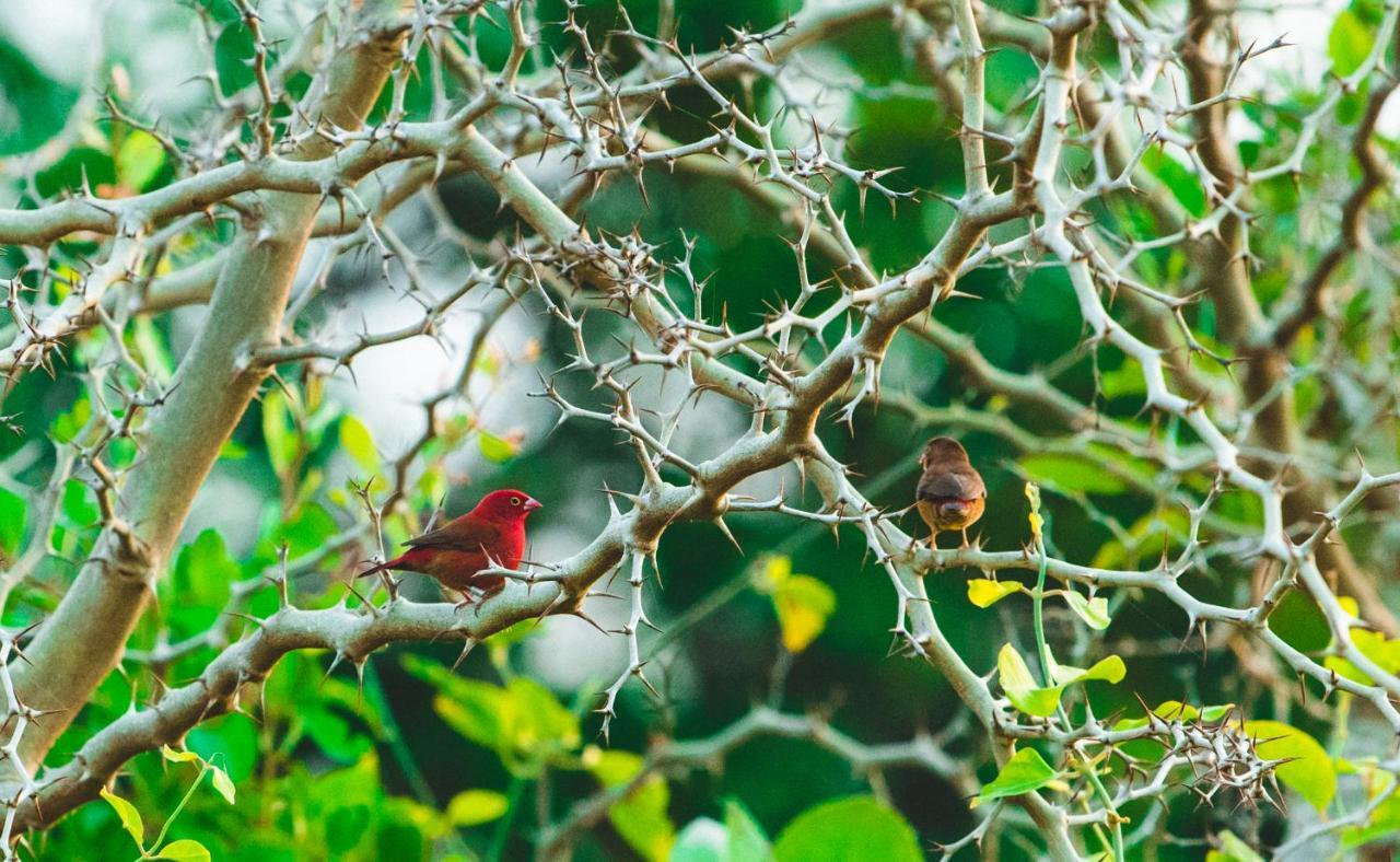 Tamba Kuruba Eco-Lodge Folonko Ngoại thất bức ảnh